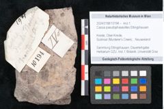 Foto (Objekt + Etikett) von Cassia pseudophaseolites Ettingshausen (NHMW-GEO-2024-0188-10194)